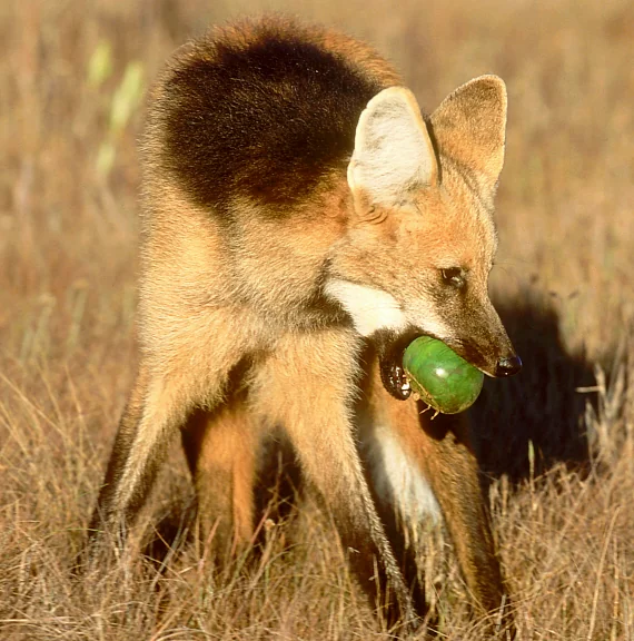 Gardens provide fruits