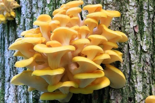 100 Golden Oyster Mushroom Plug Spawn