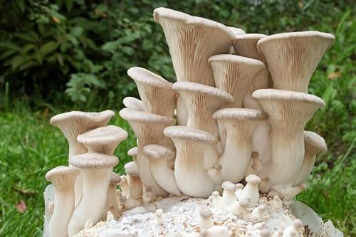 100 King Oyster Mushroom Plug Spawn