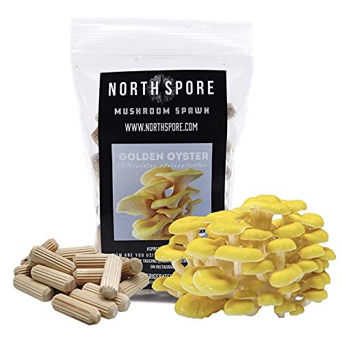 North Spore Organic Golden Oyster (100 Ct) Mushroom Plugs For Logs