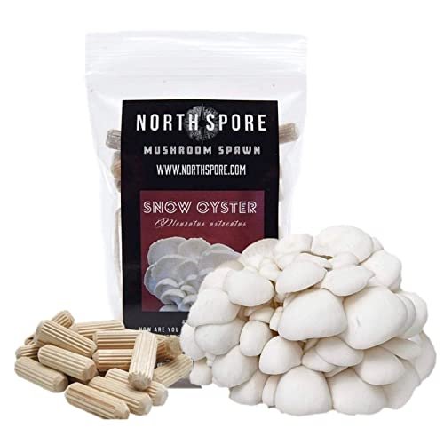 North Spore Organic Snow Oyster (100 Ct) Mushroom Plugs For Logs